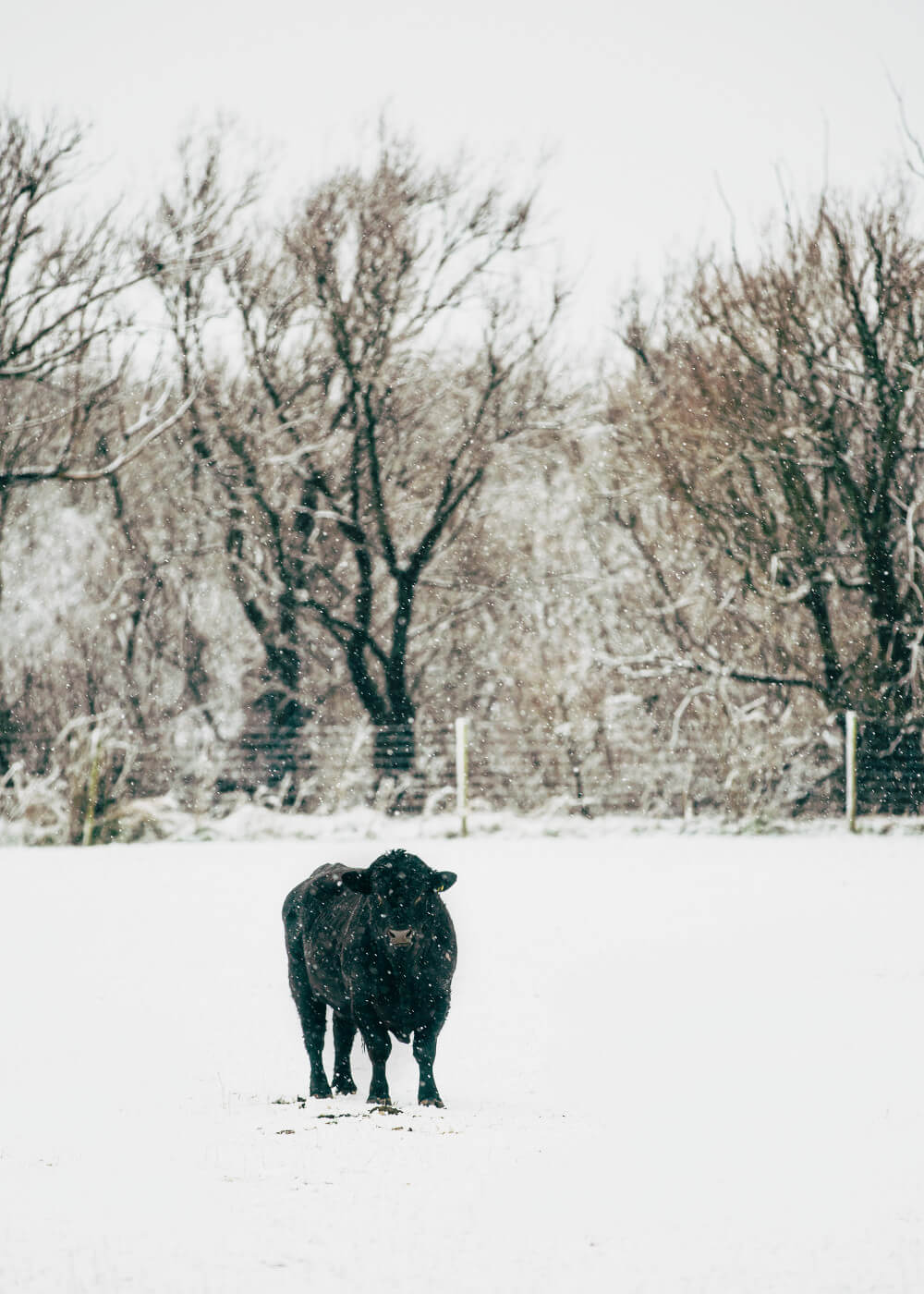 Angus In The Snow - A Load Of Bull
