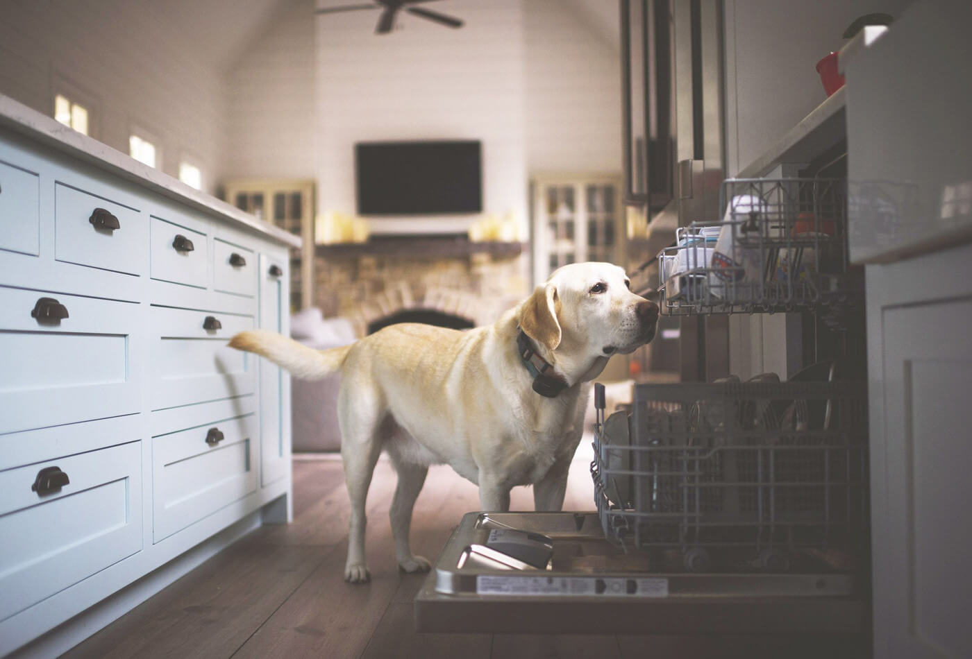 How To Do A Dog-Proof Kitchen By Myself?