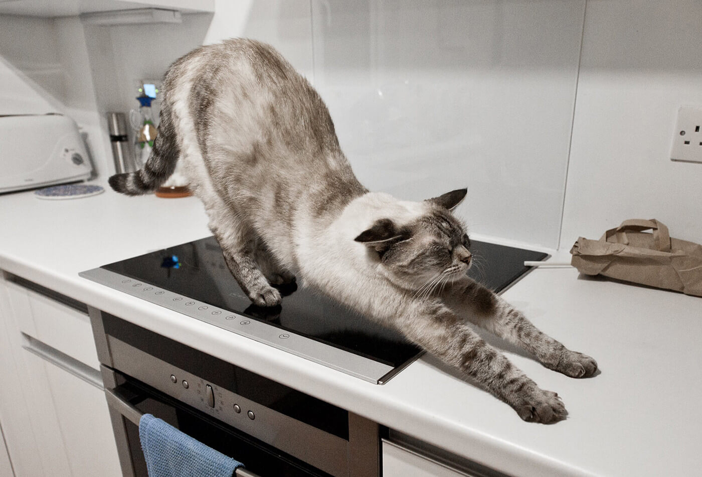 Is There A Thing Called Pet-Friendly Countertops?
