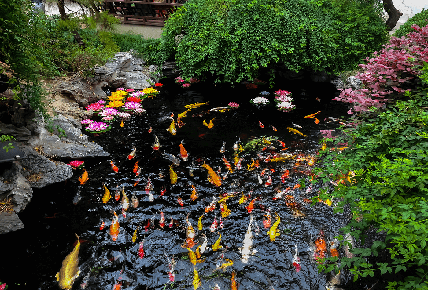 modern pond