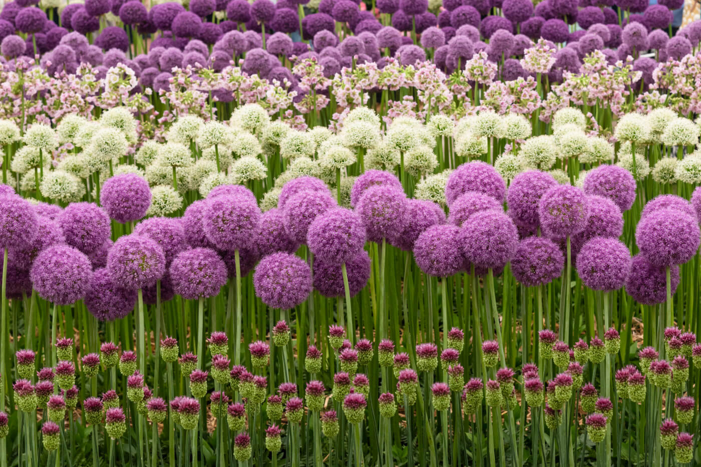 Alliums in full flower in a range of different shades of purple, pink and white