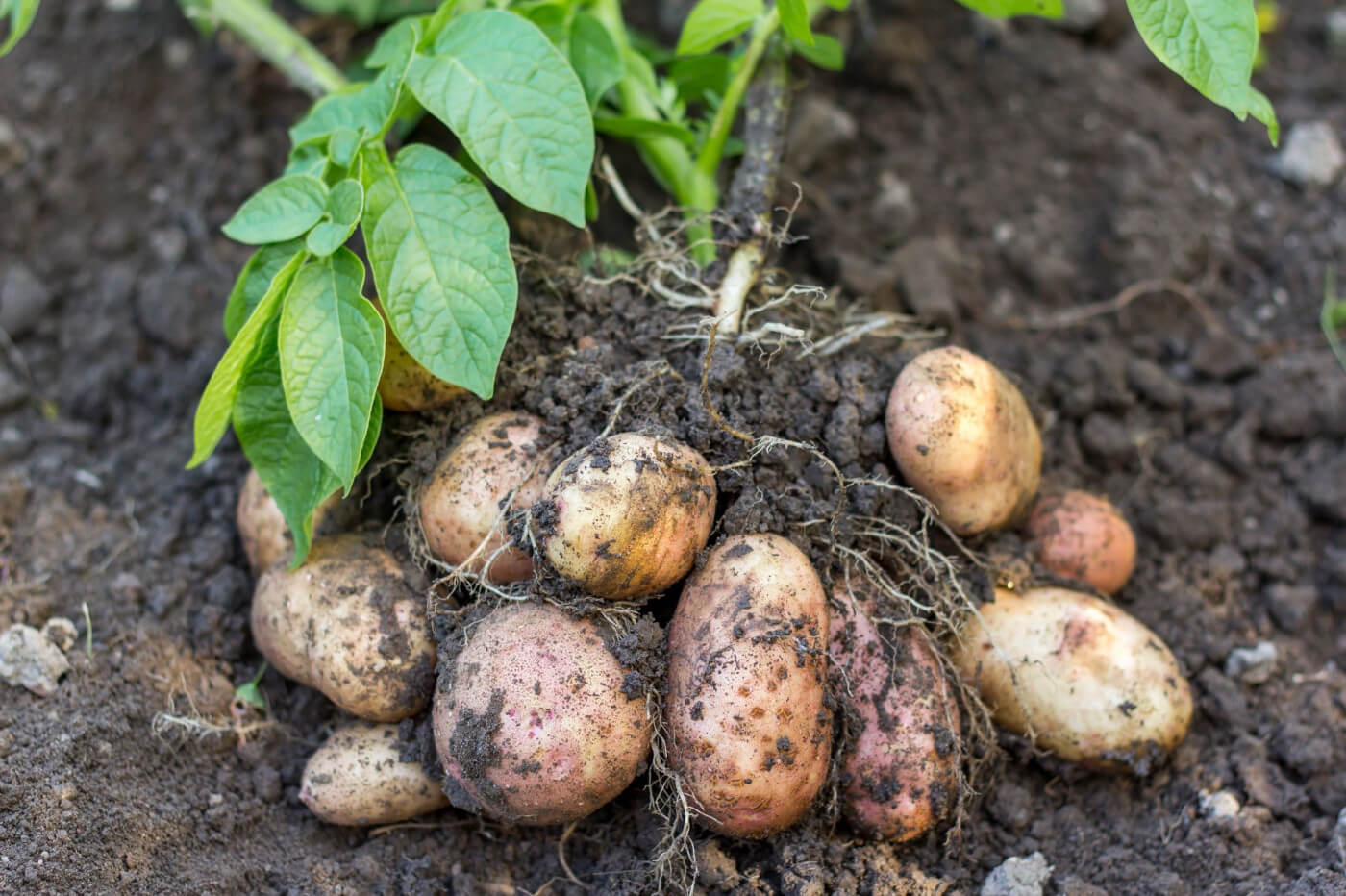 Seed potatoes Ireland, seed potatoes in Ireland, first earlies seed potatoes