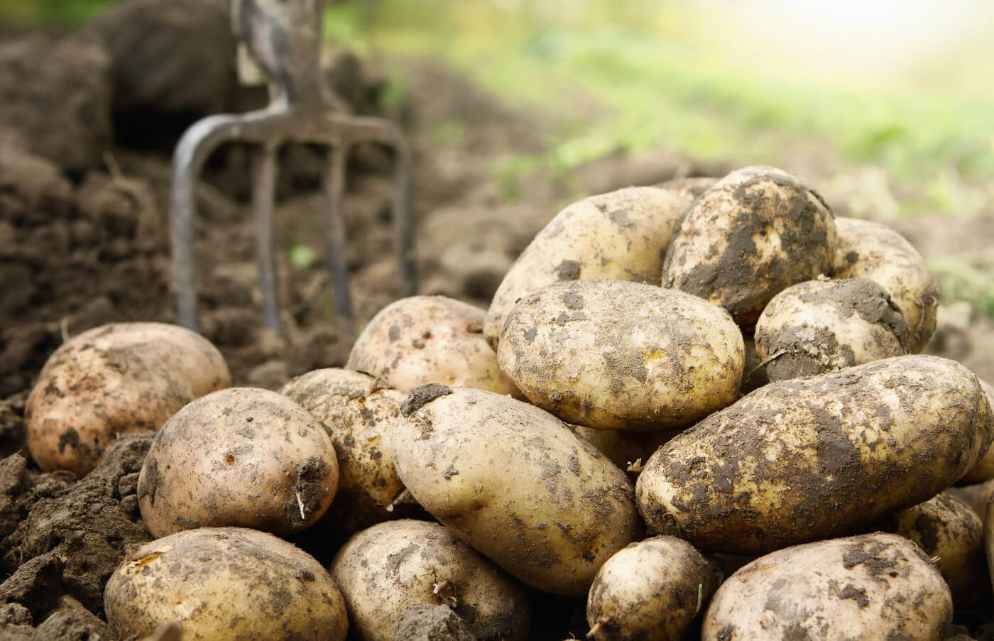 Seed potatoes Ireland, seed potatoes in Ireland, first earlies seed potatoes, maincrop seed potatoes growing in a field