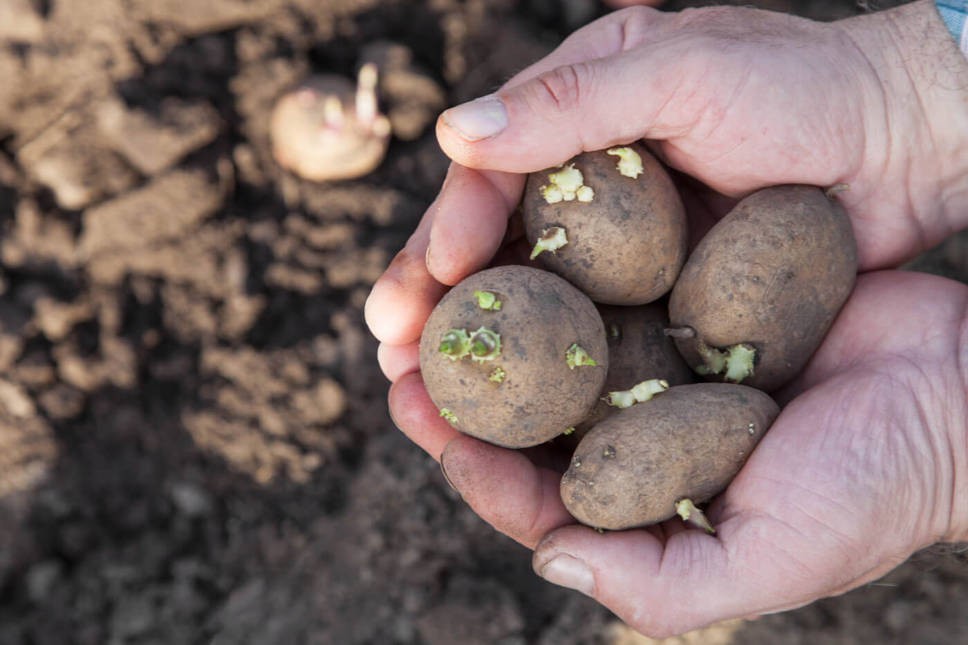 Seed potatoes Ireland, seed potatoes in Ireland, first earlies seed potatoes, second earlies seed potatoes