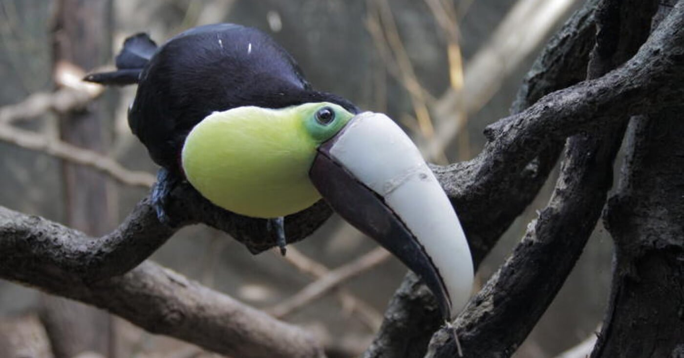 A tucan with a 3D-printed beak prosthesis