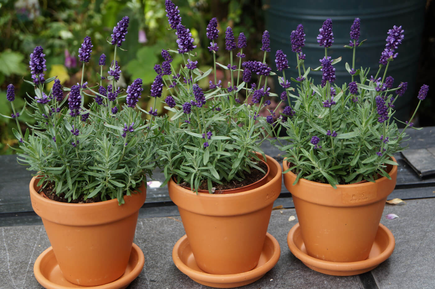 Why You Should Grow Lavender Indoors