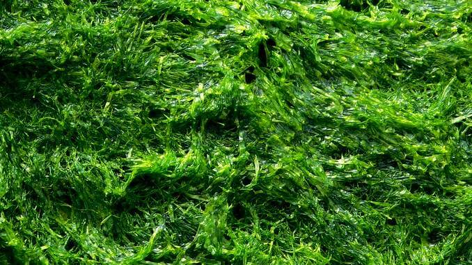 Algues Klamath : état naturel