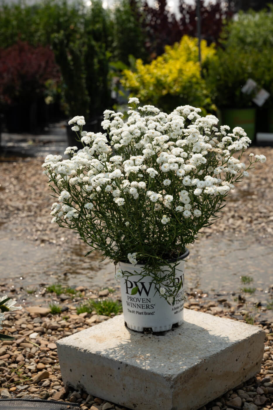 Peter Cottontail White Yarrow