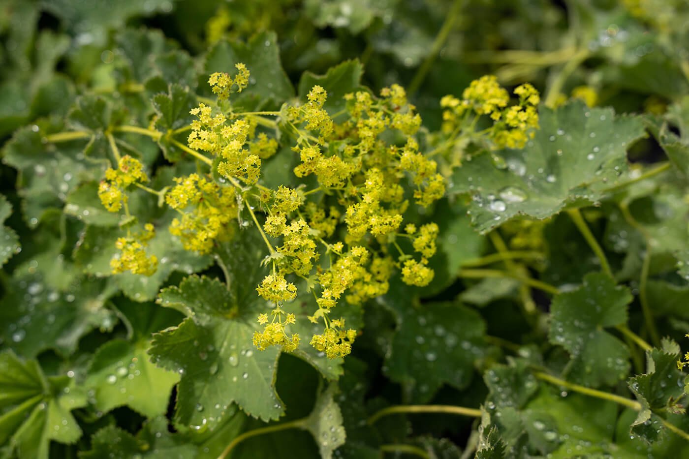 Lady's Mantle in bloom