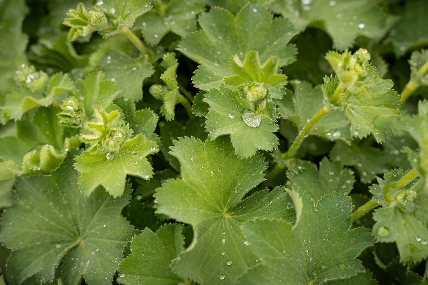 Water droplets on Lady's Mantle foliage