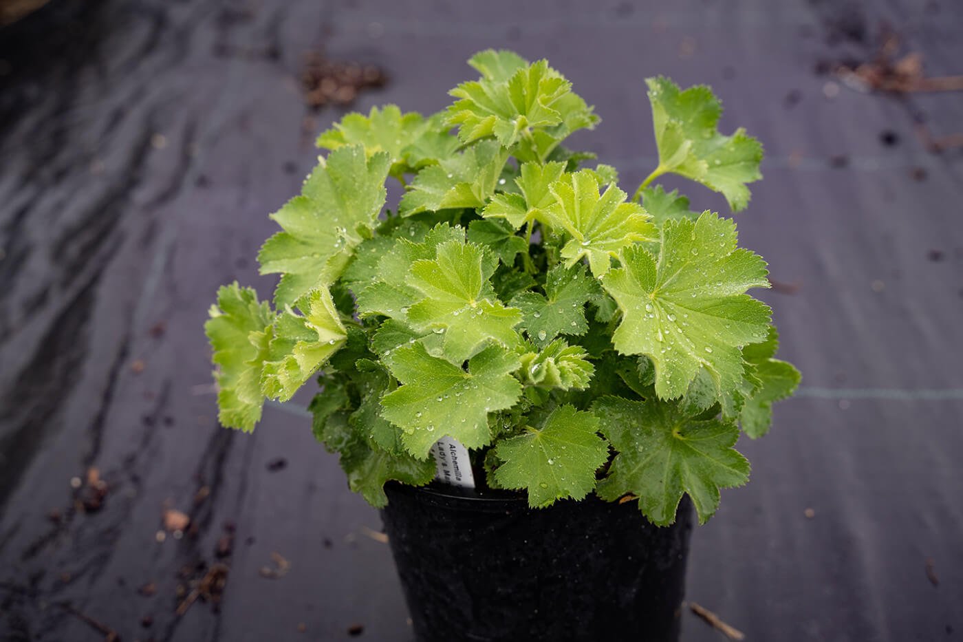 Lady's Mantle in a pot