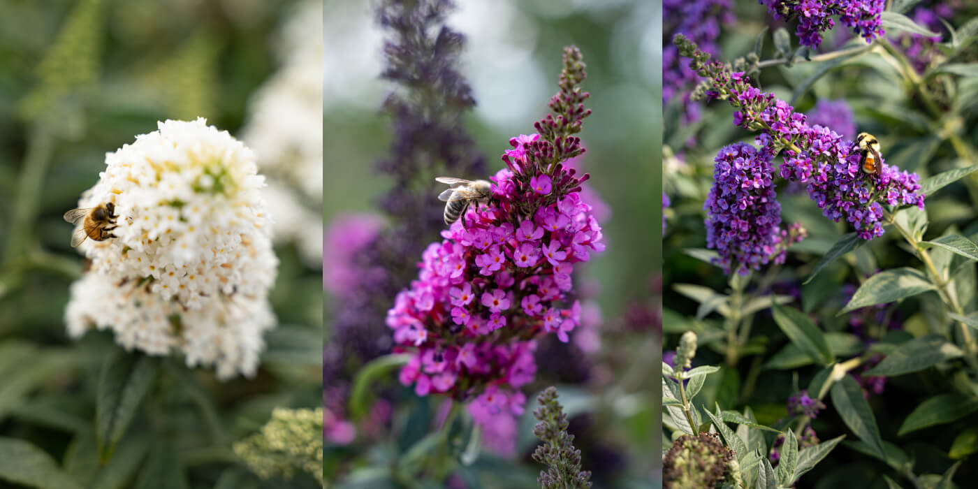 Buddleia butterfly bushes are ideal for the heat