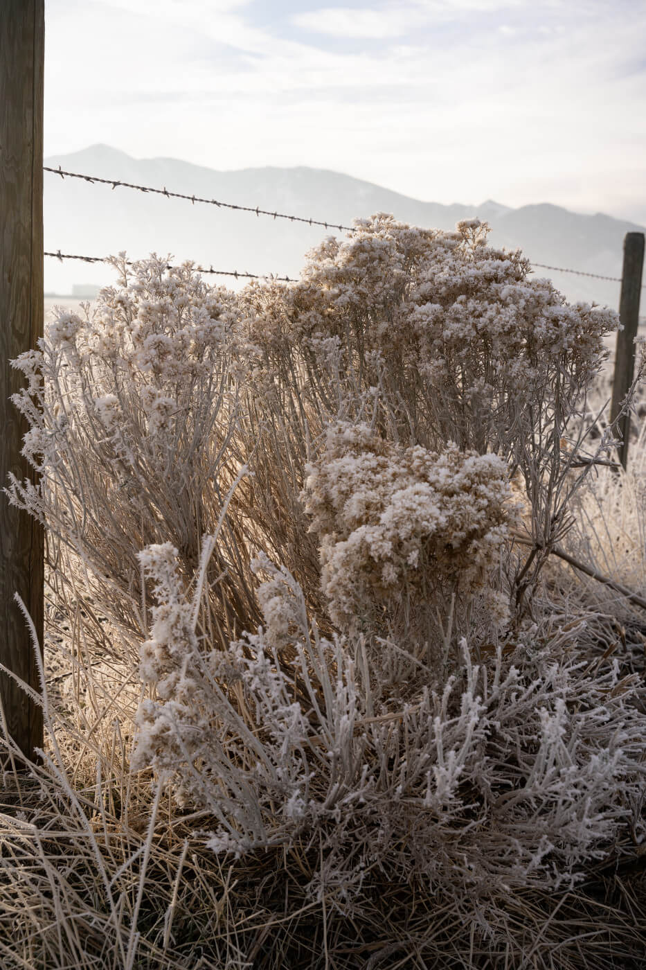 Frosted Rabbit Brush in December
