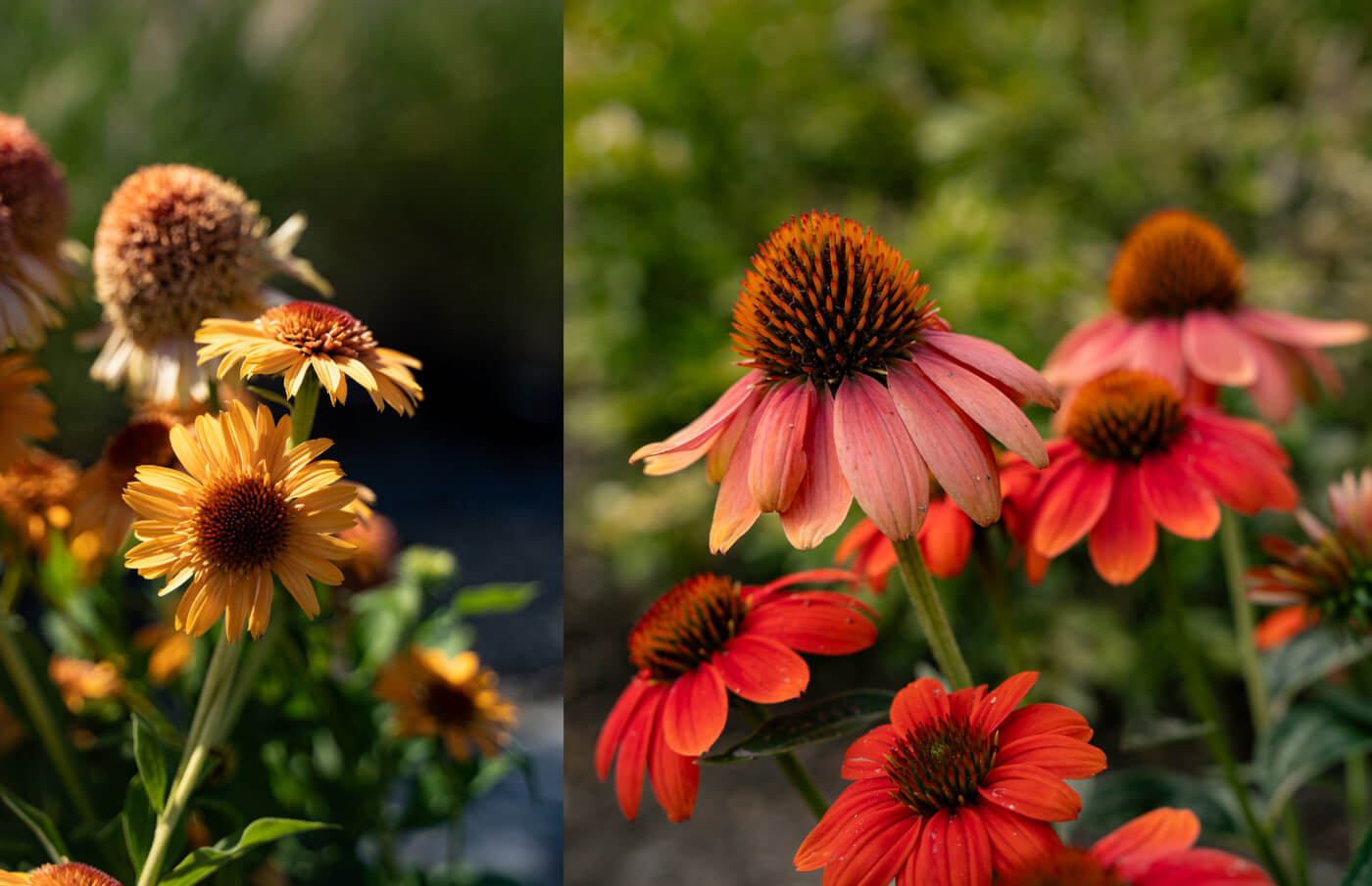 Echinacea are stunning flowers for a hot spot.