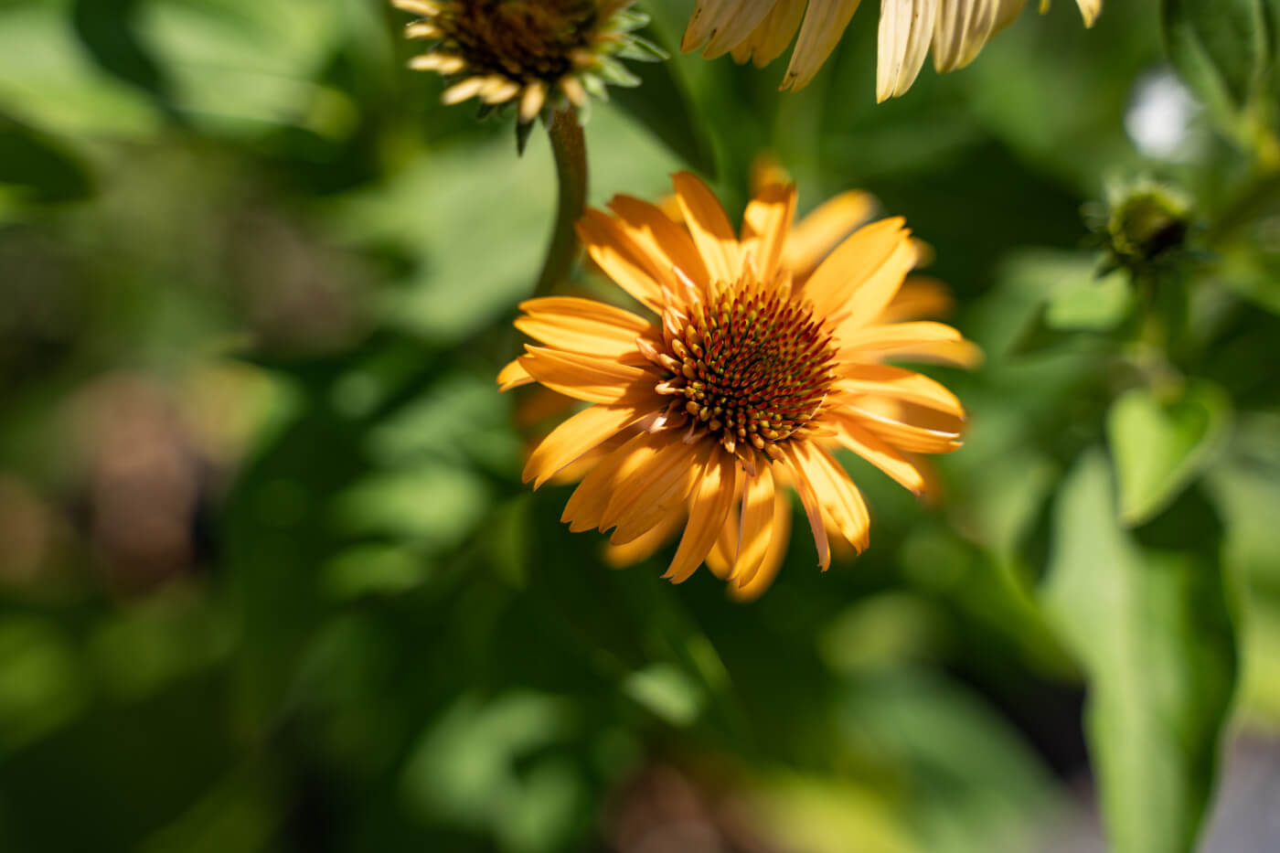 Echinacea are ideal flowers for the heat of summer