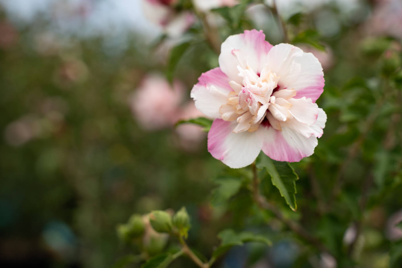 Hibiscus syriacus 'Danica' Rose of Sharon