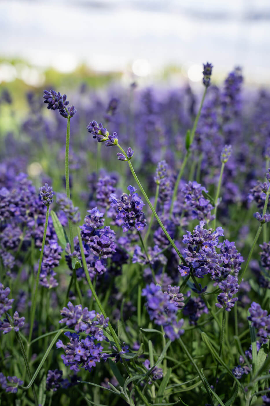 Lavandula angustifolia 'Essence Purple' Lavender