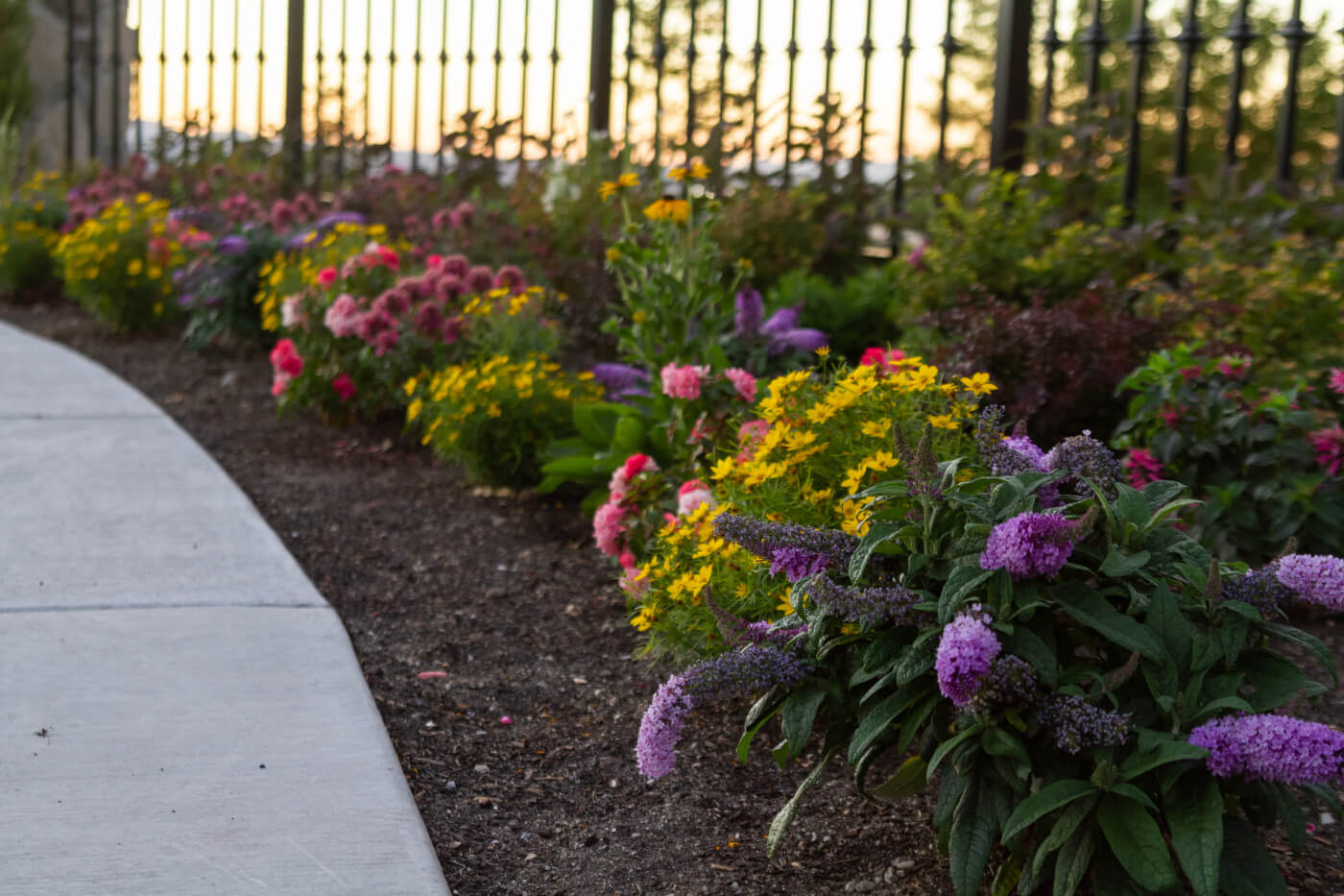 contrasting color in a planting bed