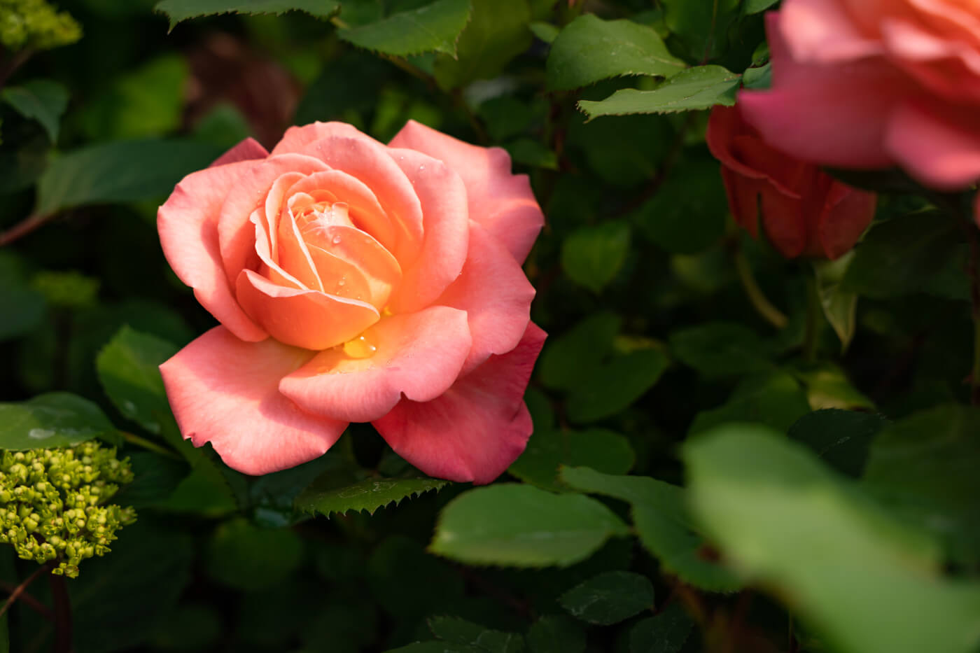Rosa Reminiscent Coral Fragrant Pink-Orange Shrub Roses