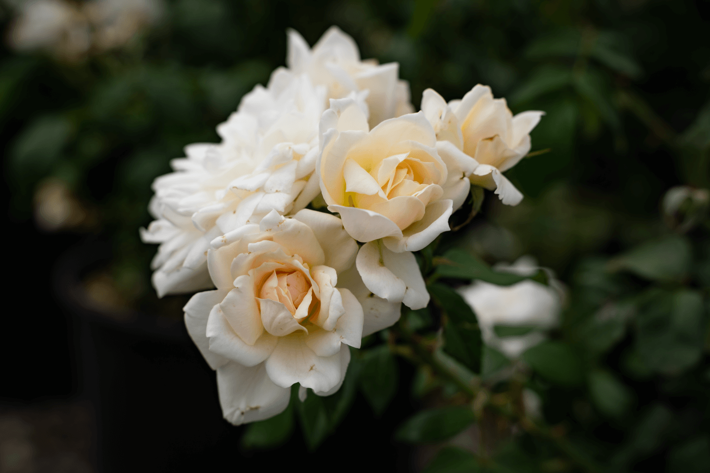 Rosa 'Morden Snowbeauty' White Roses