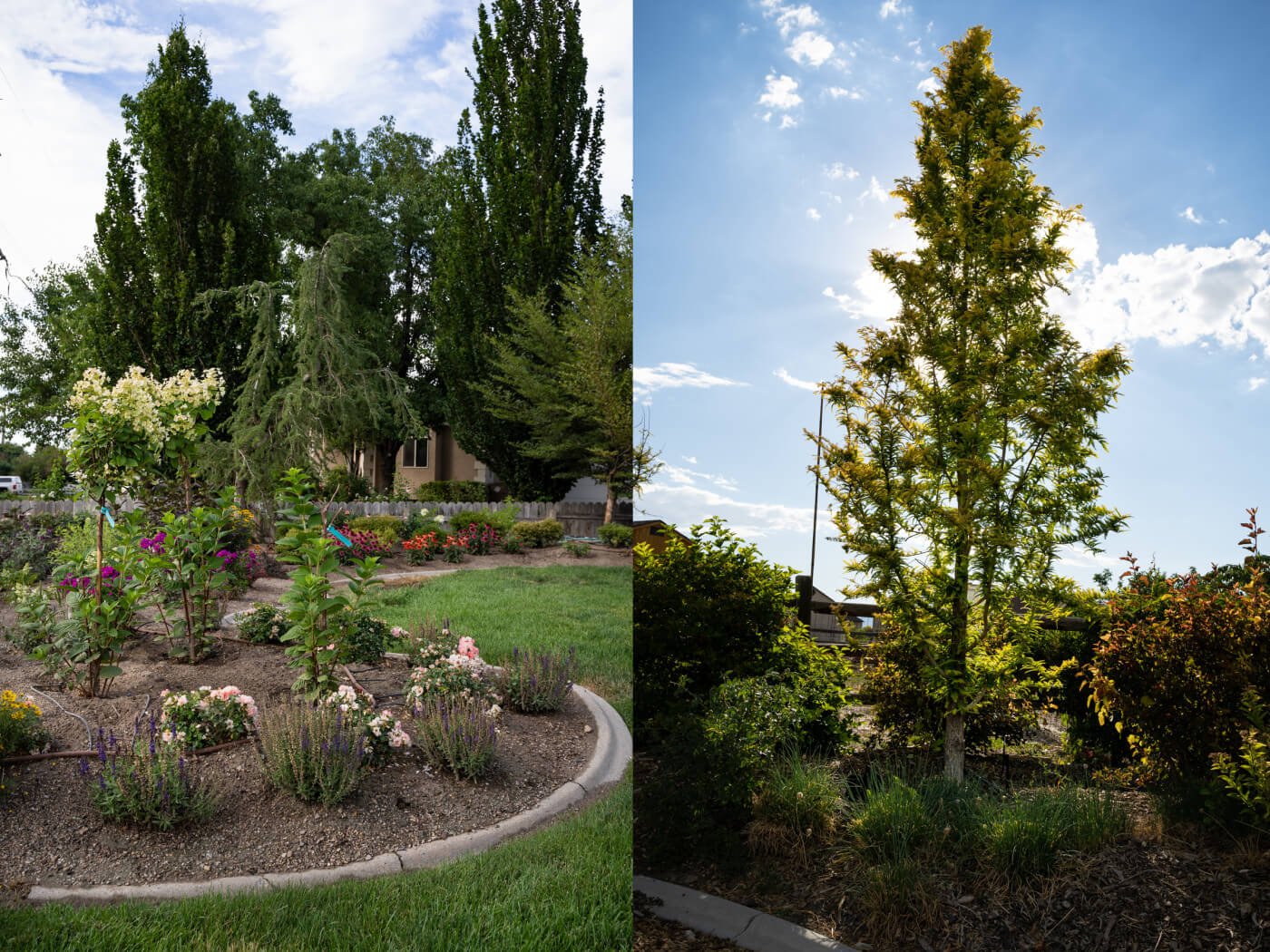 Using trees in your landscape design