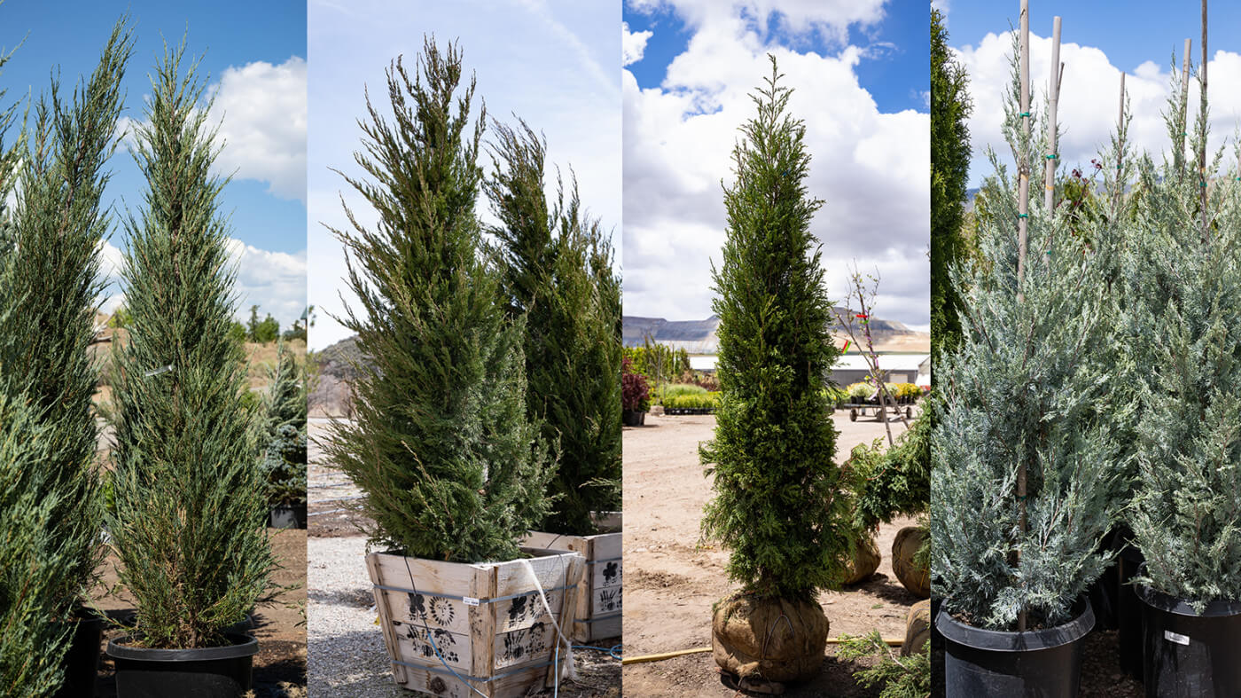 Upright junipers are designed to handle the heat