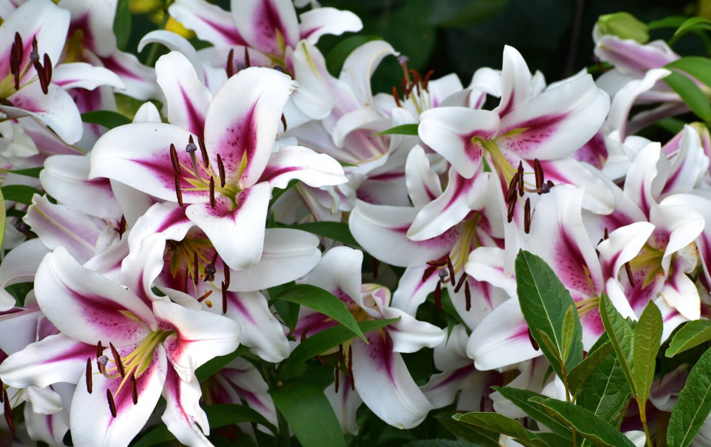 Tips for Using Lilies as Cut Flowers Longfield Gardens