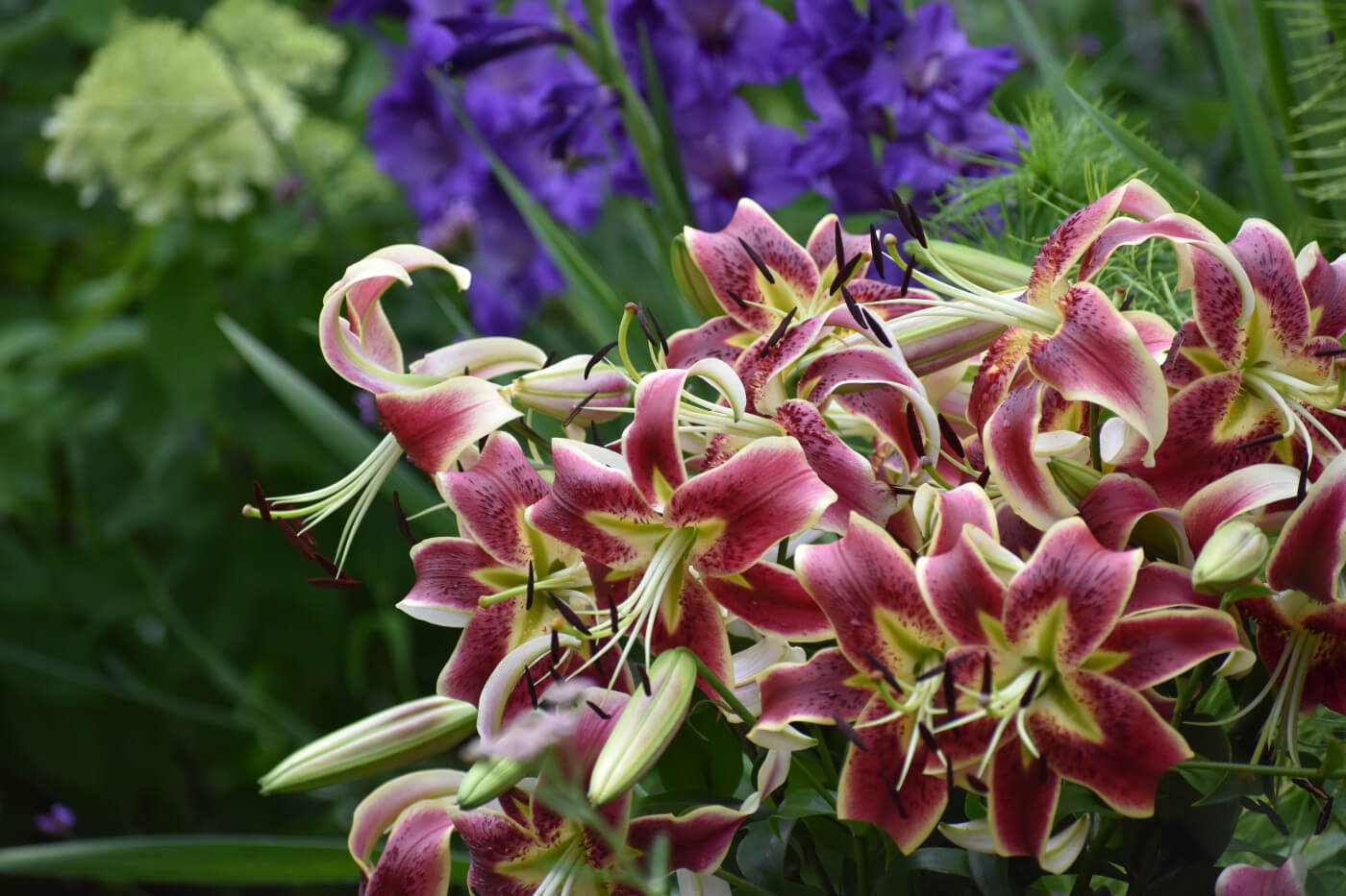 Tips for Using Lilies as Cut Flowers Longfield Gardens