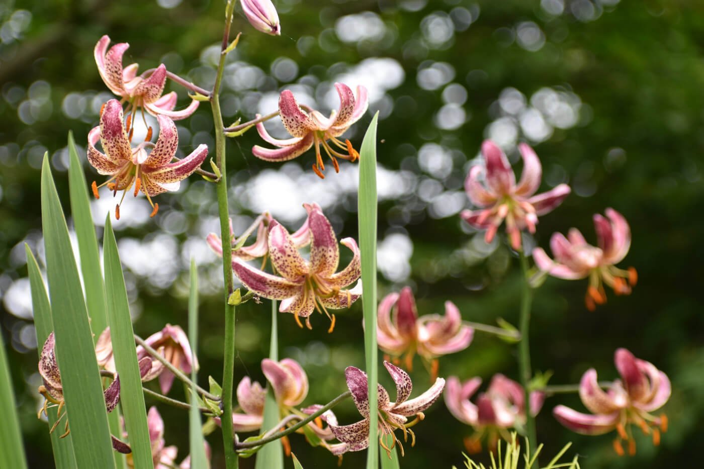 Tips for using lilies as cut flowers longfield gardens