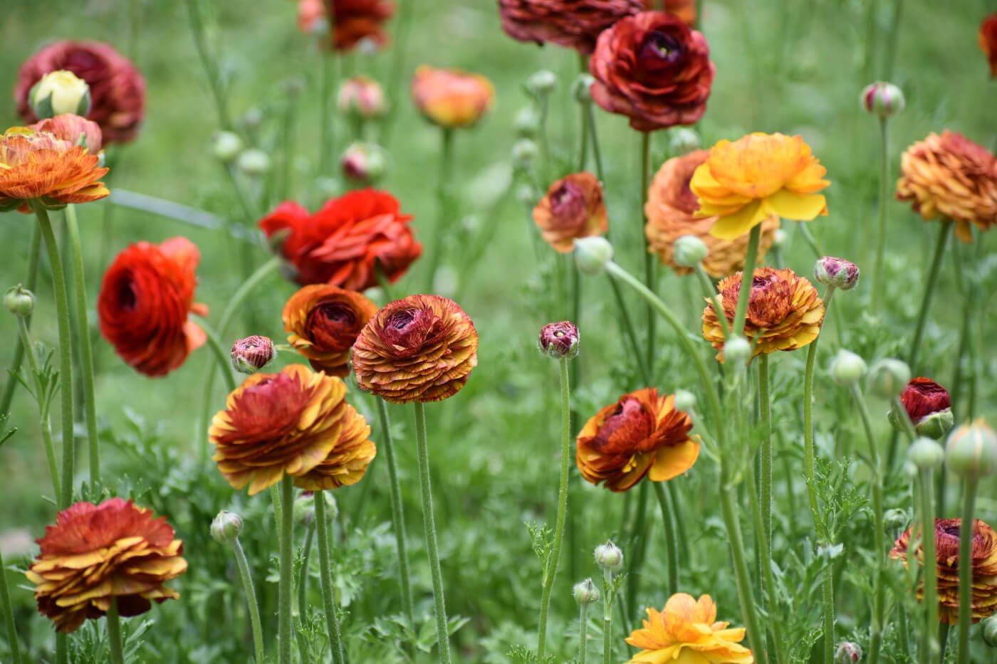 How to dig and store ranunculus corms longfield gardens