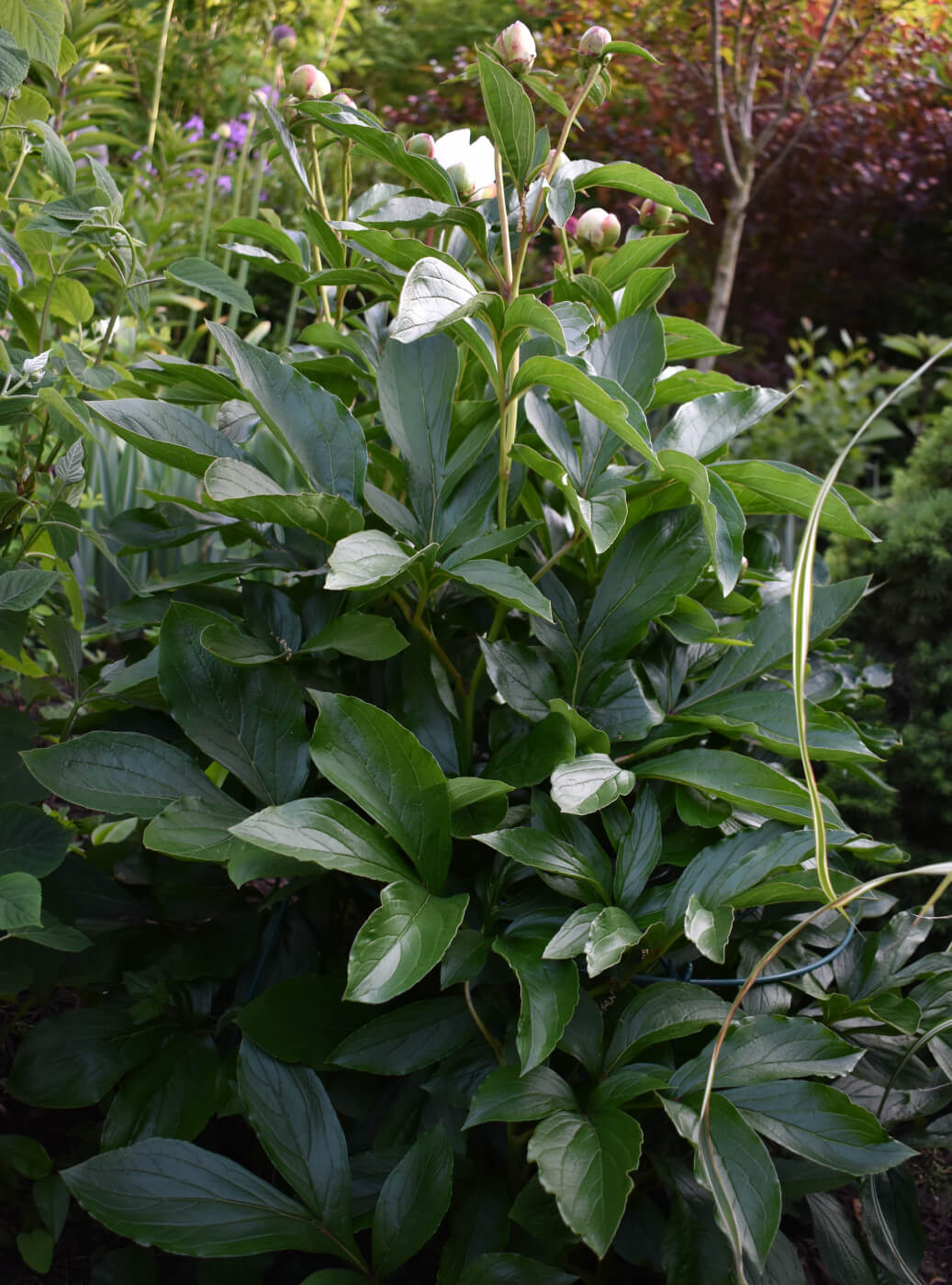 4 ways to support peonies from falling over longfield gardens