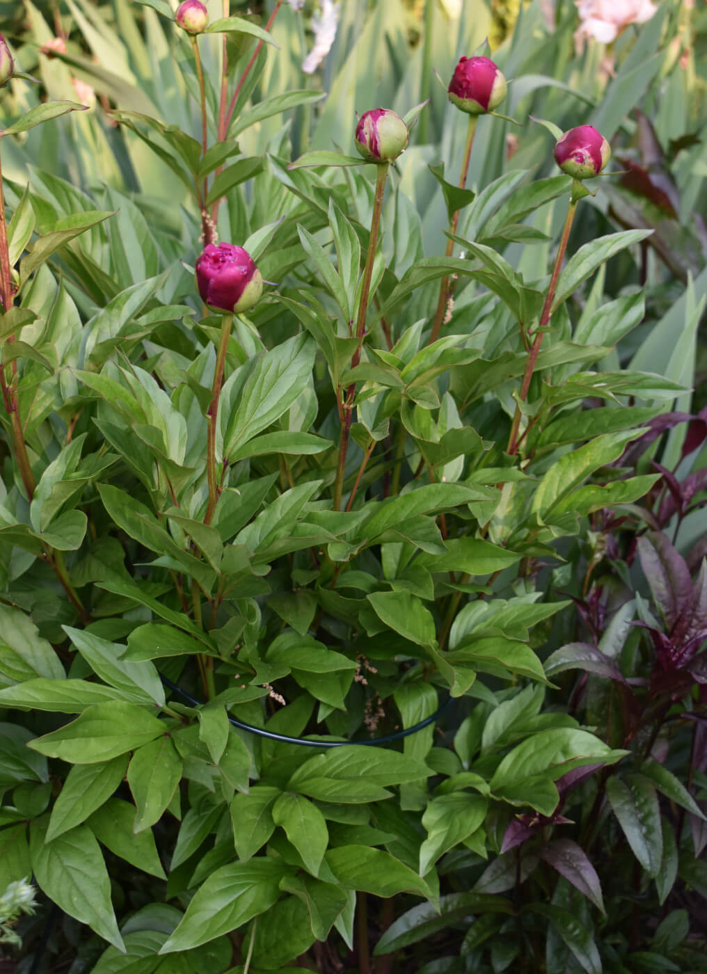 4 ways to support peonies from falling over longfield gardens