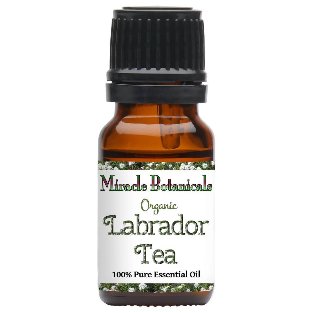 labrador tea essential oil profile