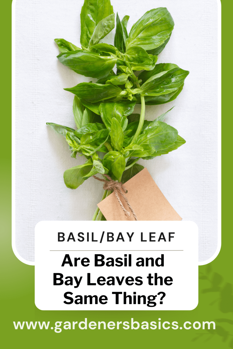 Are basil and bay leaves the same thing
