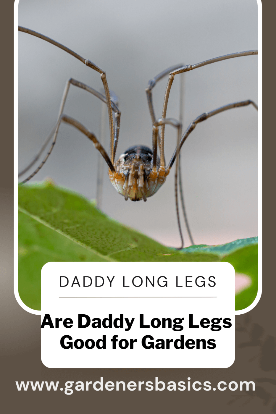 Are Daddy Long Legs Good for Gardens?