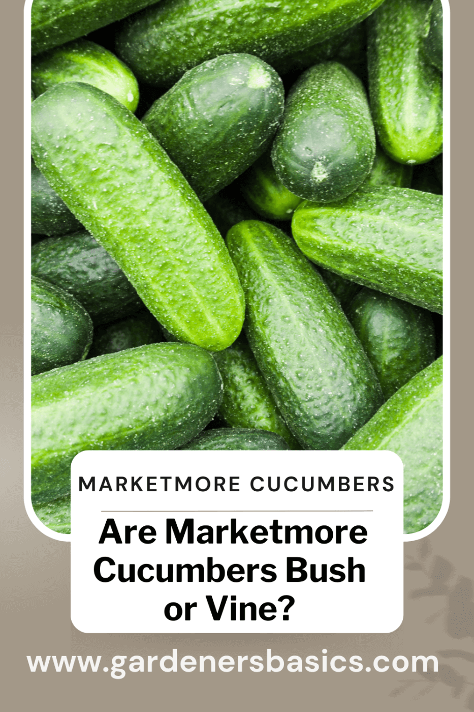 are marketmore cucumbers bush or vine