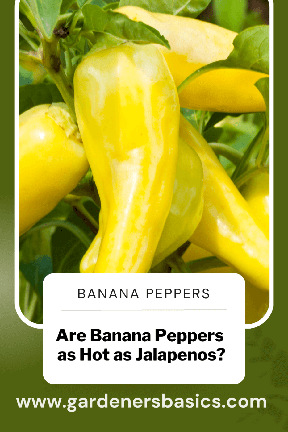 Banana Pepper seeds