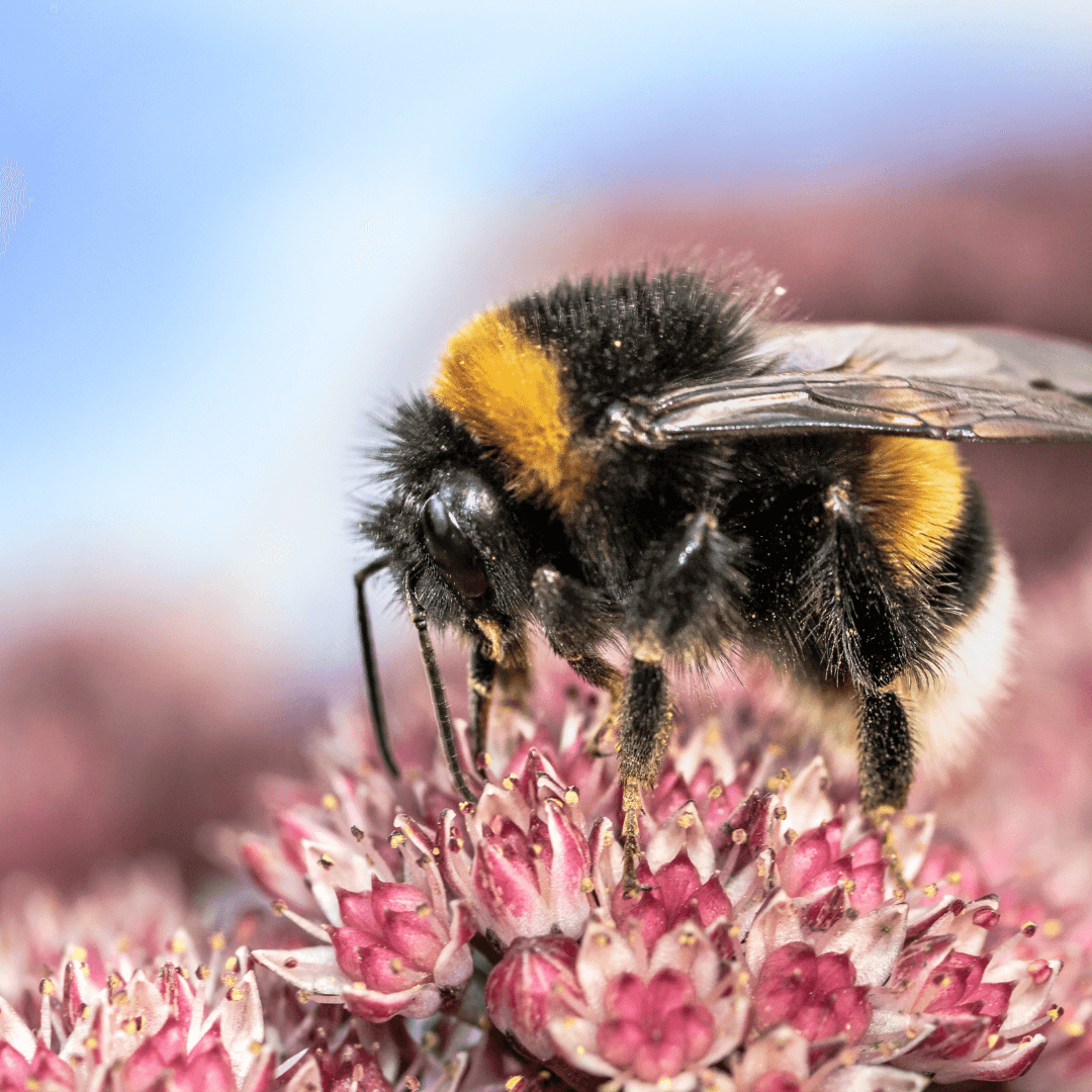 bee beneficial insect