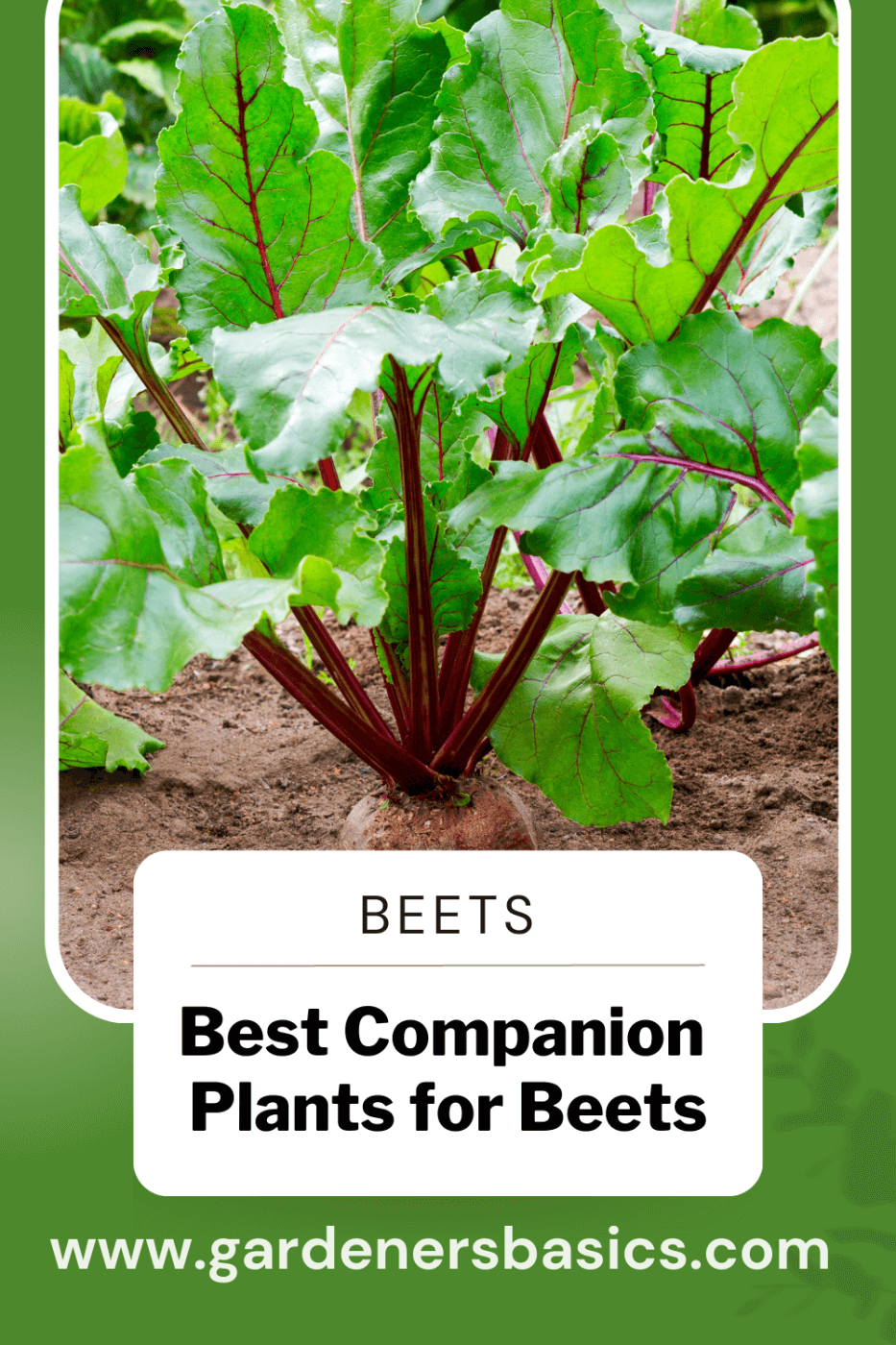 beet companion plants