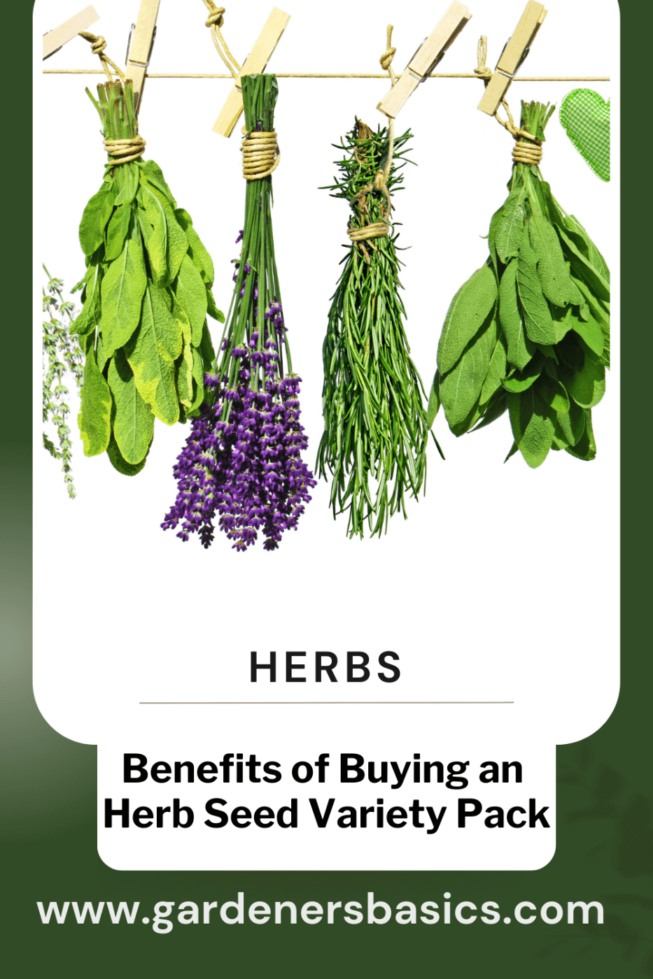 Benefits of Buying an Herb Seed Variety Pack