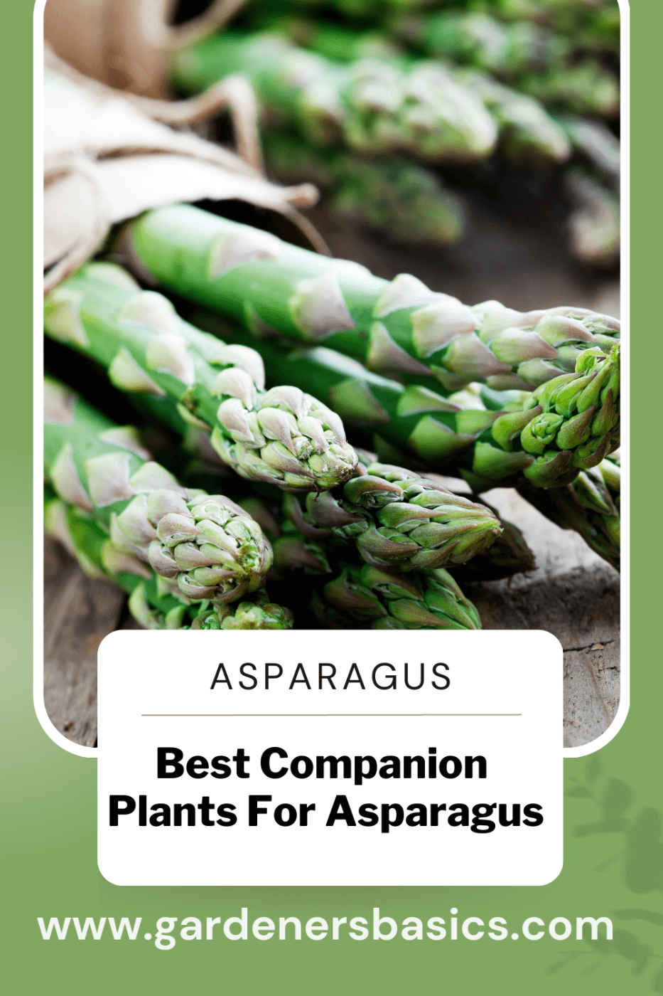 Best Companion Plants for Asparagus