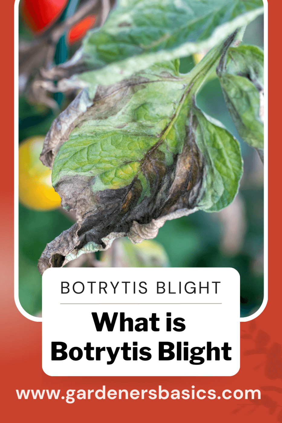 botrytis Blight