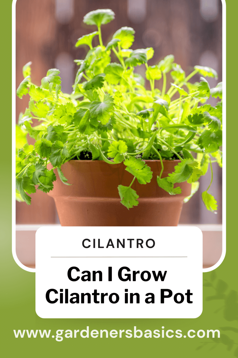 Can I Grow Cilantro in a Pot