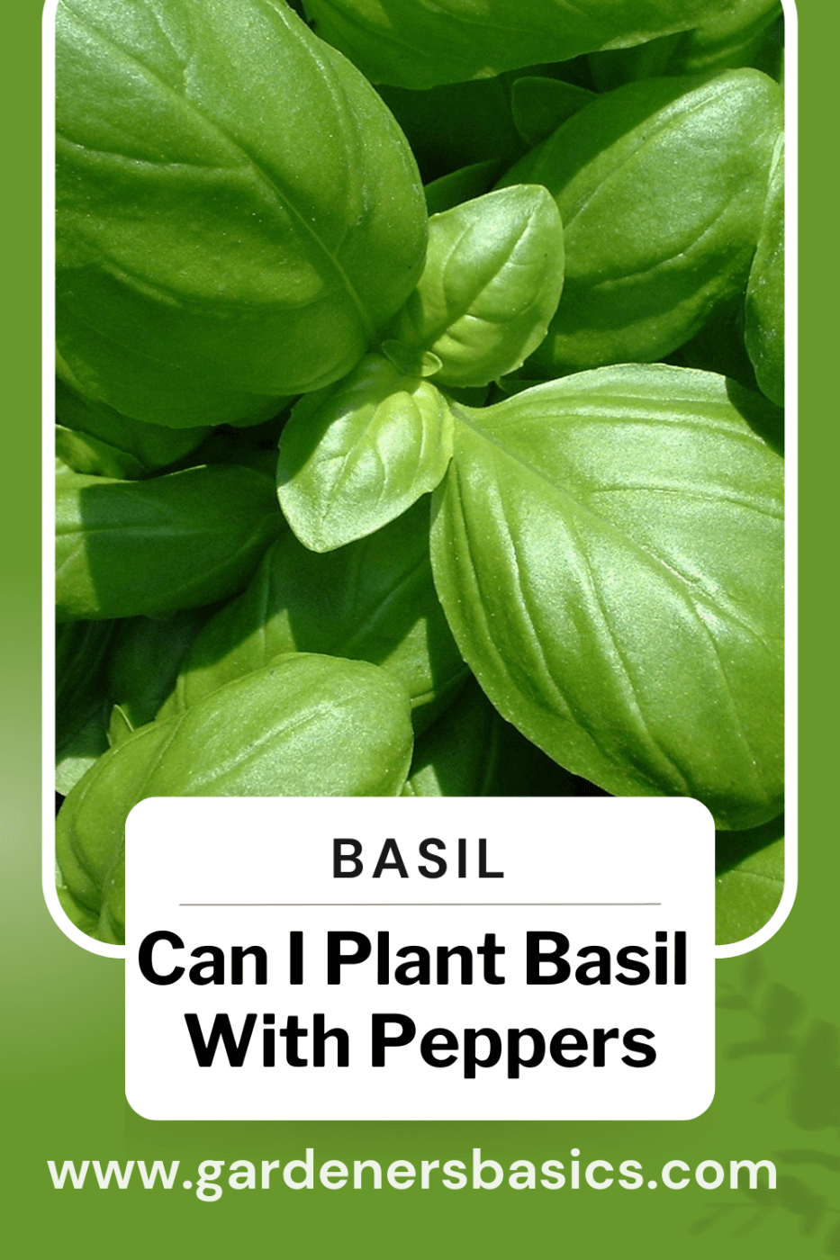 can I plant basil with peppers