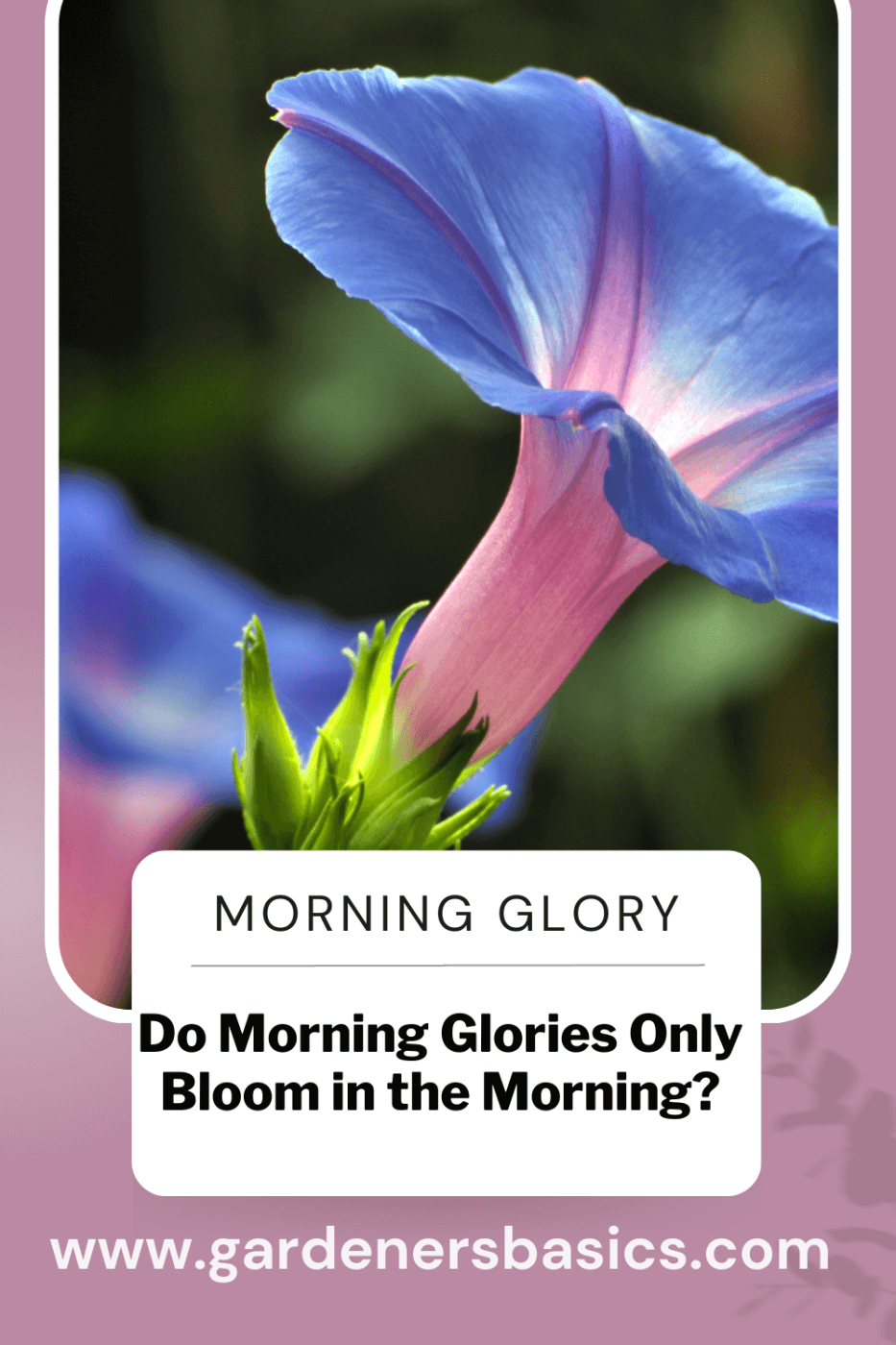 Do Morning Glories Only Bloom in the Morning?
