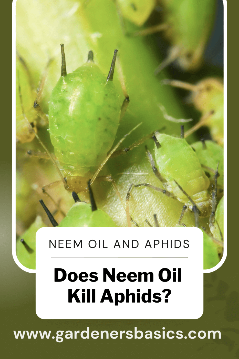 does neem oil kill aphids
