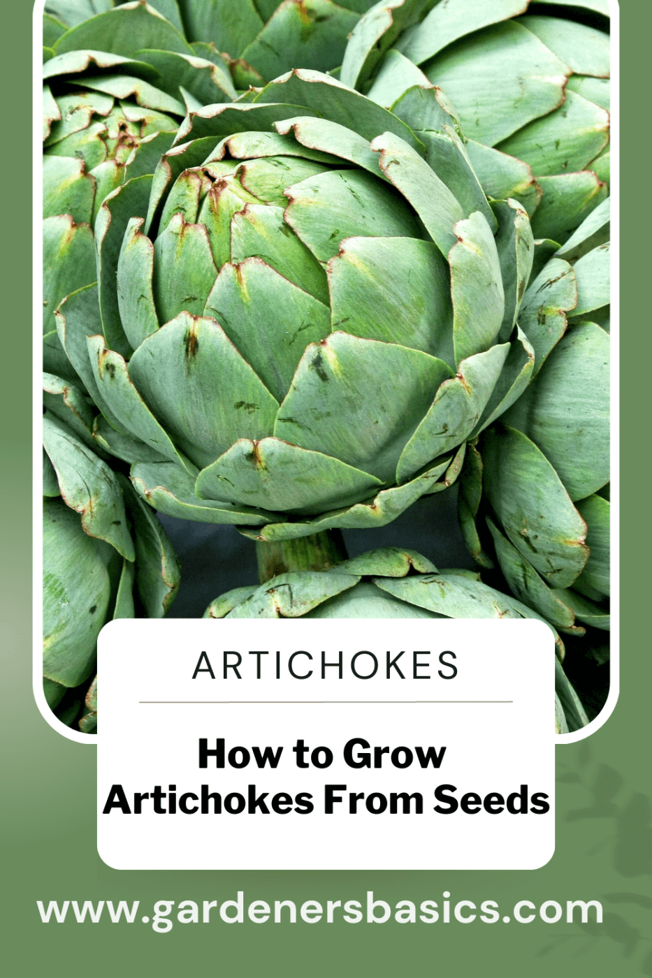 growing artichokes