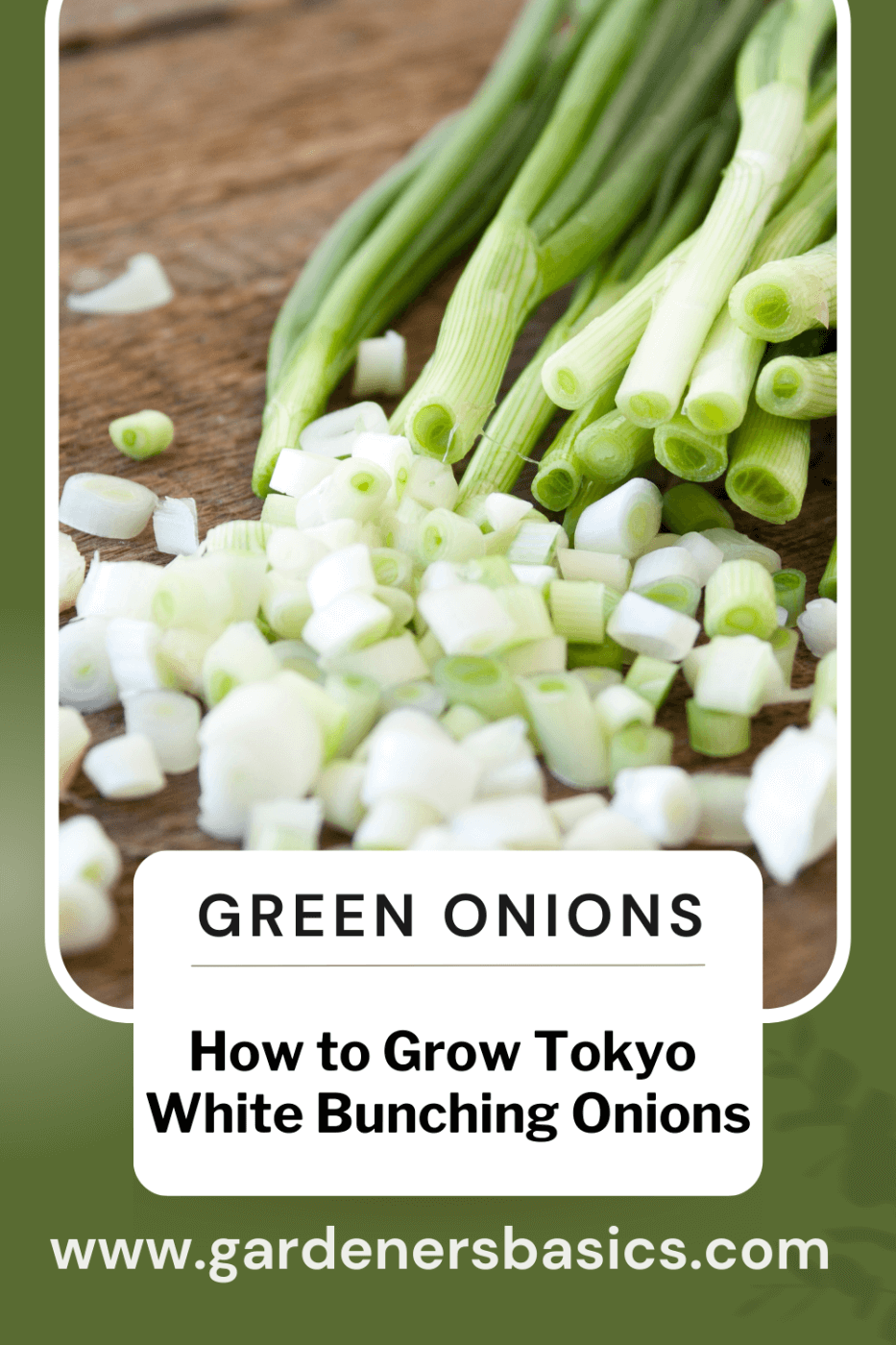 How to Grow Green Onions, Scallions