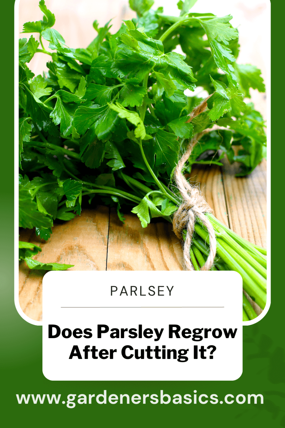harvesting parsley