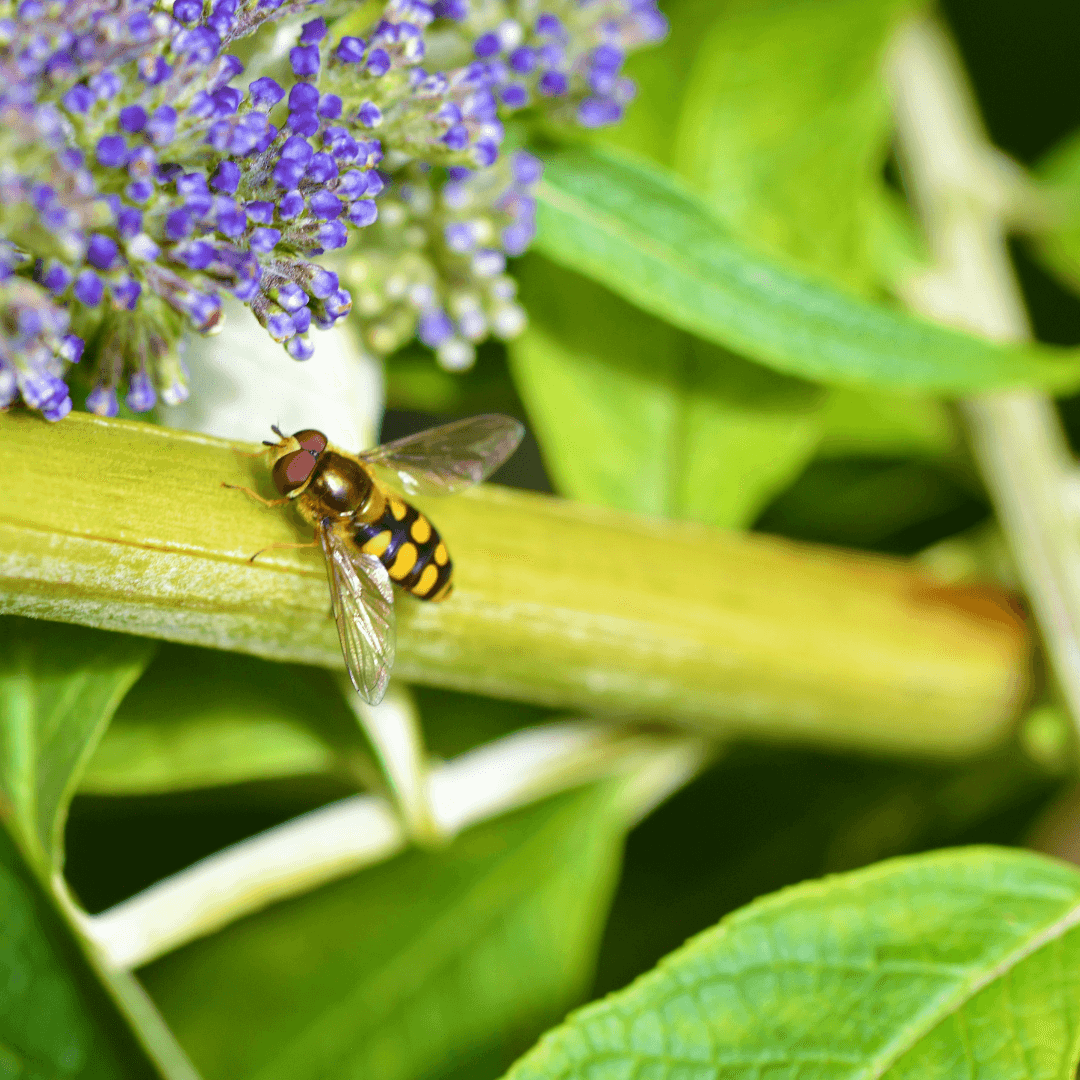 hoverfly beneficial insect